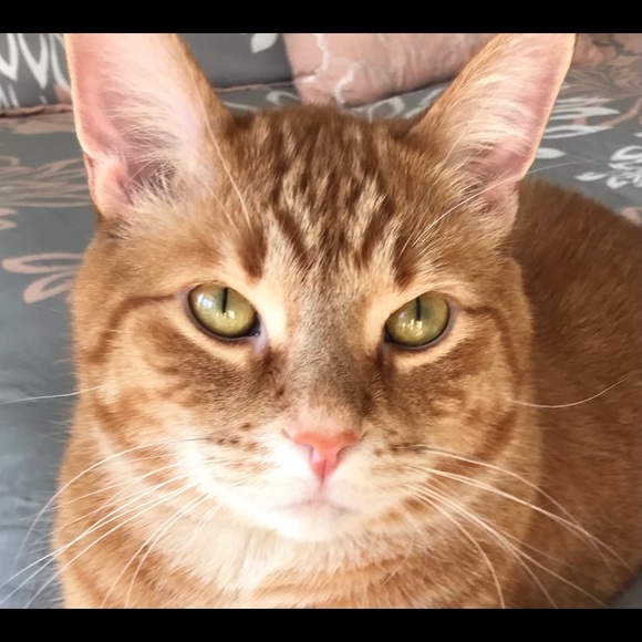 Meet your Posher, Beth - Picture 3 of 7